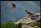 Cliquer pour agrandir