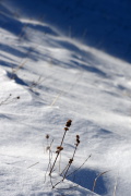 IMGP2318+.jpg