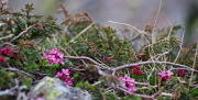 IMGP5782+.jpg