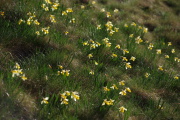 IMGP5956+.jpg
