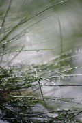 IMGP6064+.jpg