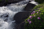 IMGP6107+.jpg