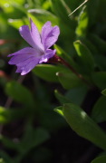 IMGP6125+.jpg