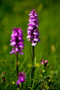 IMGP8834+.jpg